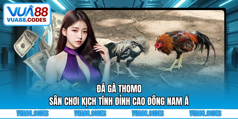 Đá Gà Thomo - Sân Chơi Kịch Tính Đỉnh Cao Đông Nam Á