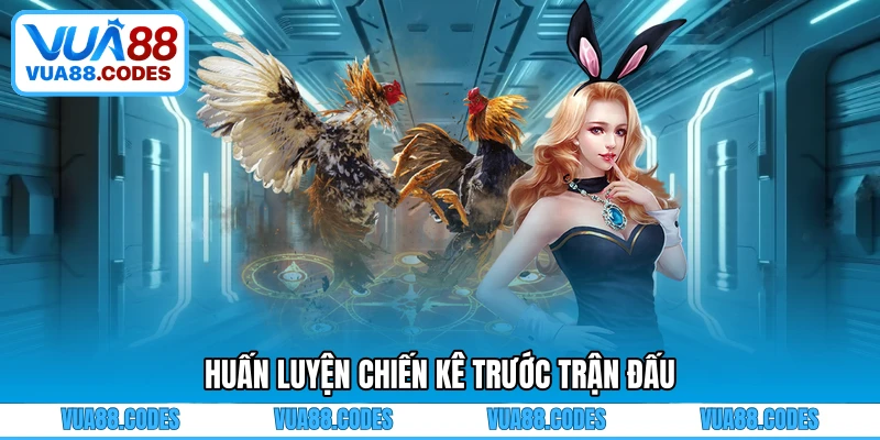 Huấn luyện chiến kê trước trận đấu