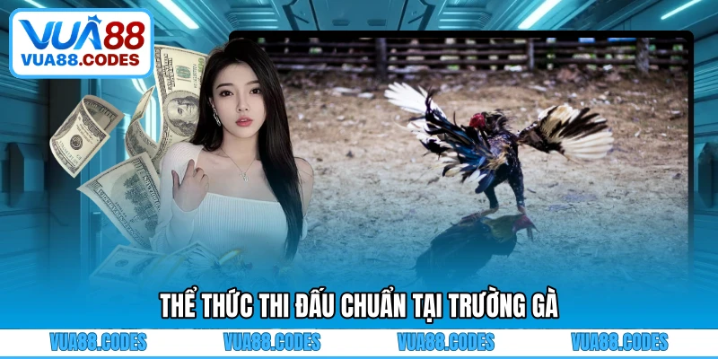 Thể thức thi đấu chuẩn tại trường gà