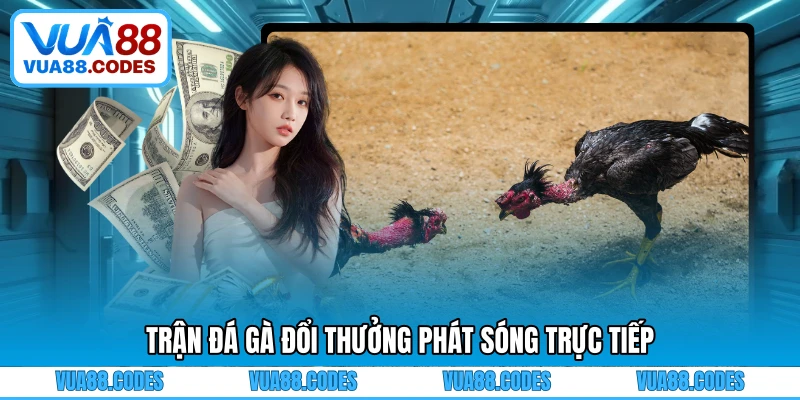 Trận đá gà đổi thưởng phát sóng trực tiếp