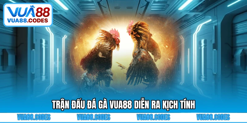 Trận đấu đá gà VUA88 diễn ra kịch tính